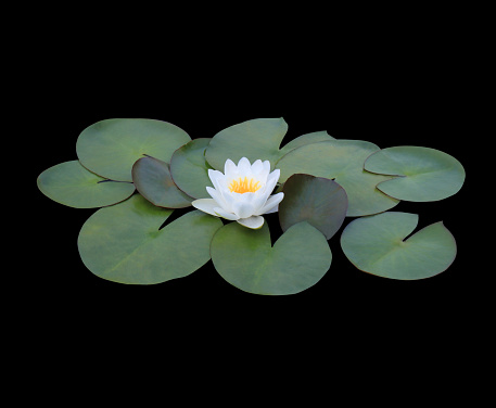 Lotus or Water lily or Nymphaea flower. Close up white lotus flower on lotus leaves isolated on black background.