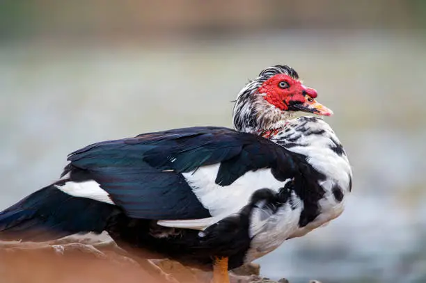 Photo of Muscovy Duck (Cairina moschata)