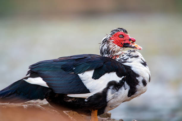 kaczka piżmowa (cairina moschata) - lap pool obrazy zdjęcia i obrazy z banku zdjęć