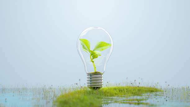 istock Tree growing in light bulb on grass or meadow. conceptual design in environment or energy background concept. 1479903825