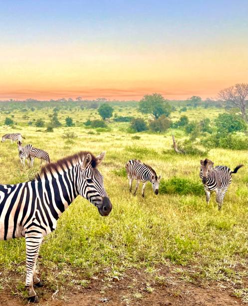 zebras am morgen - kruger national park sunrise south africa africa stock-fotos und bilder