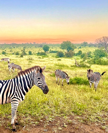 Zebras at Kruger NP