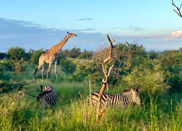 istock Zebras and a Giraffe in the Morning 1479906289