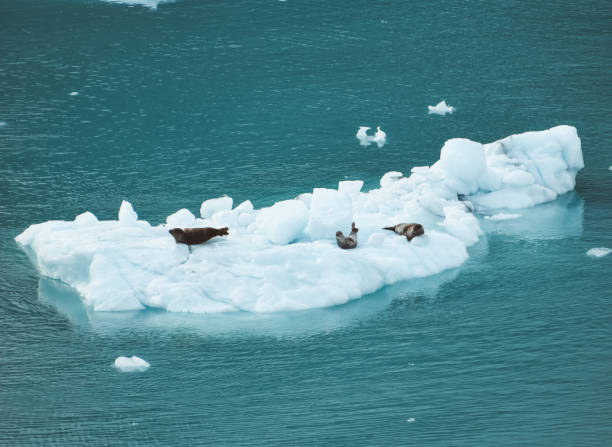istock Three harbor seals resting on glacial ice in Glacier Bay, Alaska, USA 1479906292
