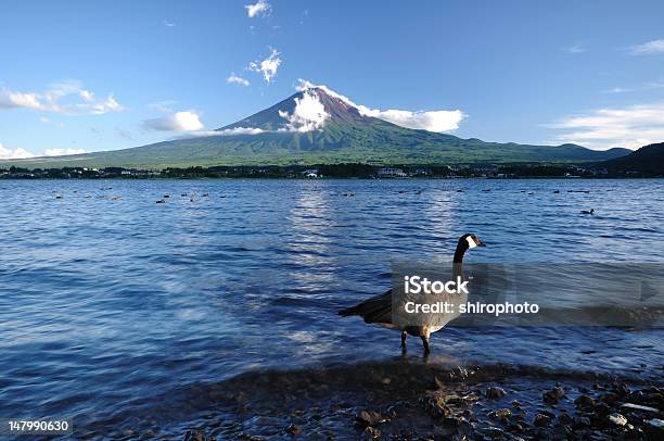 Duck Stojąc W Lake Na Mt Fuji - zdjęcia stockowe i więcej obrazów Azja - Azja, Azja Wschodnia, Chmura