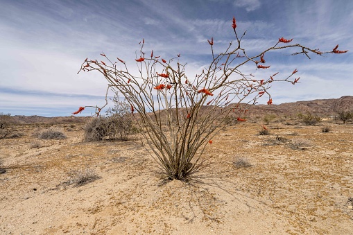 One of my favorite desert plants, the Ocottillo in Joshua Tree National Park, California.  Photo by Bob Gwaltney.