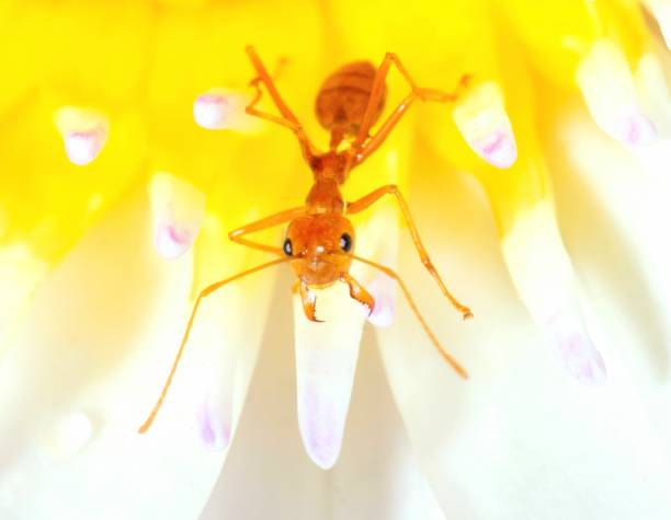 istock Ant climbing white Water Lily Pollen - animal behavior. 1479910975