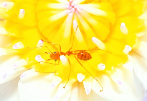 Ant climbing white Water Lily Pollen - animal behavior.