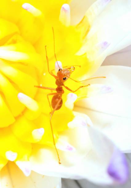 istock Ant climbing white Water Lily Pollen - animal behavior. 1479910988