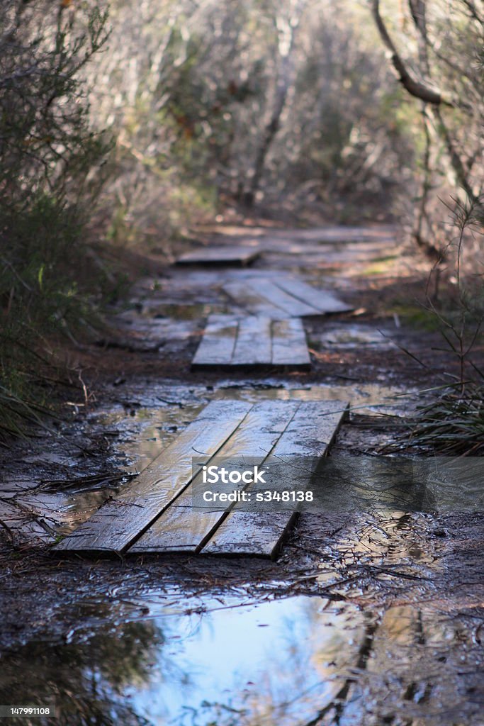 Abseits der ausgetretenen Pfade, in einem forrest - Lizenzfrei Ast - Pflanzenbestandteil Stock-Foto