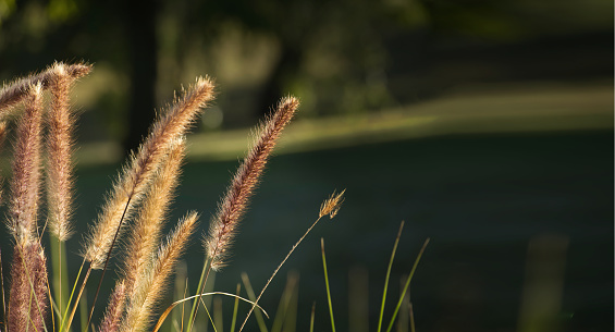 Pennisetum, purple ornamental grasses highlighted by the light of the golden hour against a green background, wide banner size with place for text