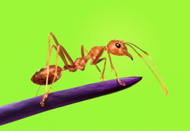 istock Ant climbing Water Lily's petal and pollen - green background. 1479912521