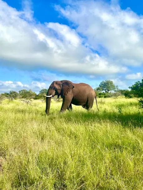 Photo of Walking elephant