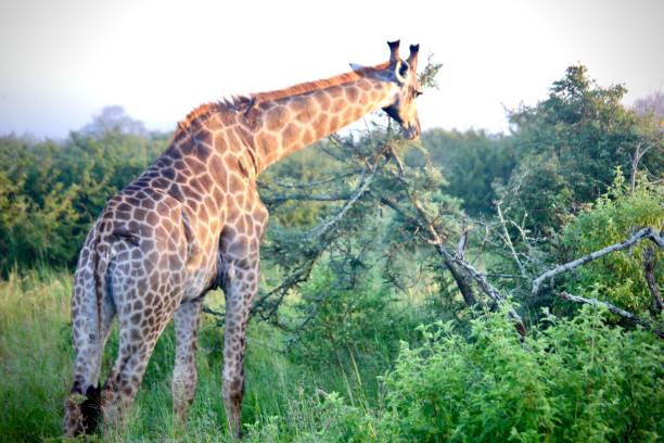 istock Giraffe in the Morning 1479915642