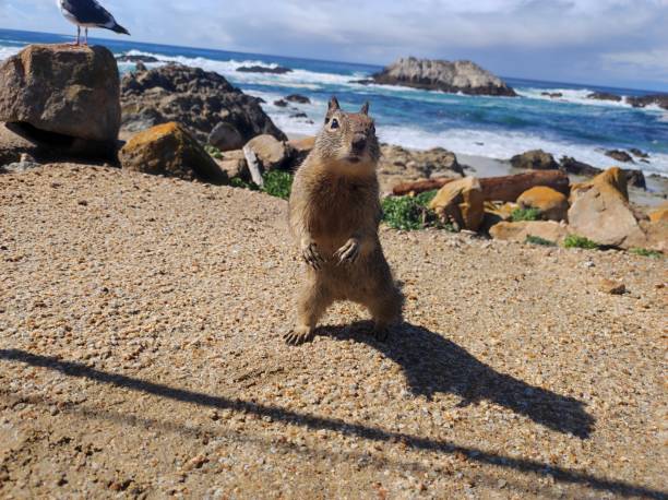 a little squirrel looking at the camera with the sea in the background