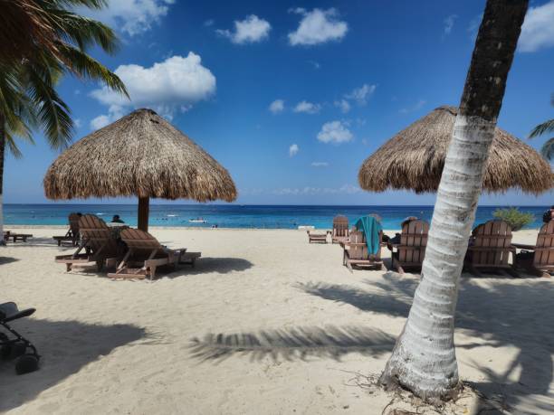 istock Mid-shot of sandy beach palm trees and blue water 1479916694