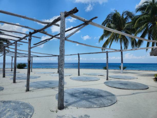 istock Mid-shot of sandy beach palm trees and blue water 1479916707