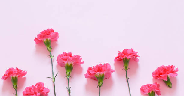 istock pink carnation flowers on pink background 1479917359