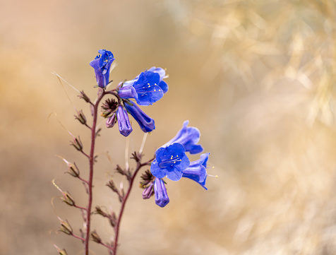 Desert blue bells in Joshua Tree National Park, California.  Photo by Bob Gwaltney.