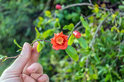 Woman hand holds a sprig of a pomegranate bush with one red flower on a blurred background. Blooming Punica granatum tree in the Balkans. Beautiful summer floral background with copy space