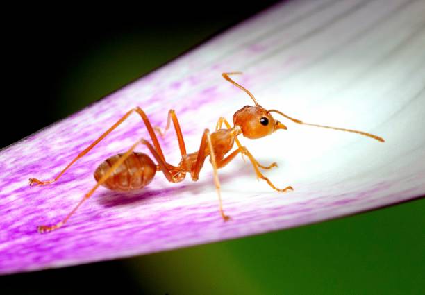 ant climbing purple water lily's petal and pollen - animal behavior. - 7298 imagens e fotografias de stock