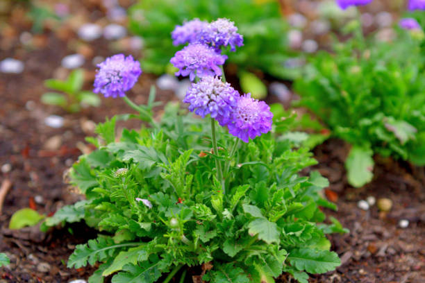 Purple caucasian scabious in garden in summer. Nature background.