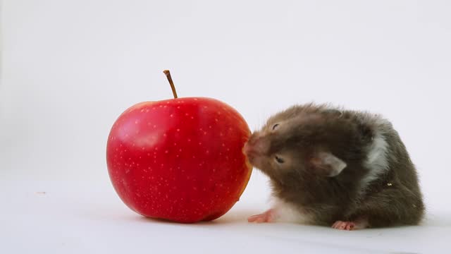 The gray hamster tilted his head and eats a red apple. The pet is vegetarian.