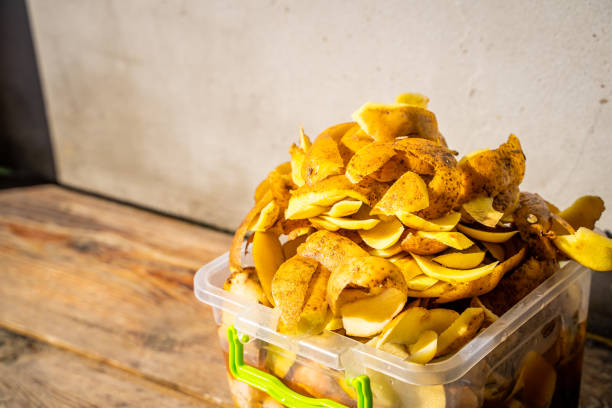 istock Potato peel in a plastic container, close-up. Food waste sorted separately. Composting leftovers after peeling potatoes 1479925619