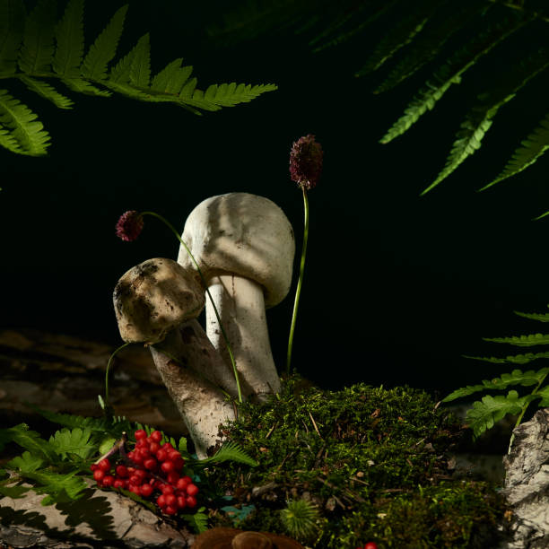 istock Dark background with mushrooms, bark tree, moss and fern leaf. Forest background with white mushrooms and nature elements. Forest mockup. Champignons in nature. 1479927741