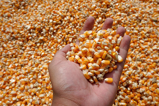 dry corn kernels in the hot sun. Corn is a grain, and the seeds are used in cooking as a vegetable or a source of starch