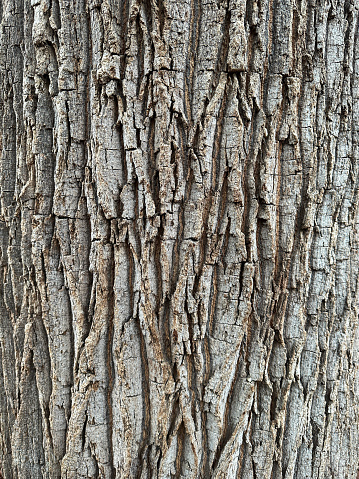 Stock photo showing the bark on a tree trunk, oak or cork tree. This wood has a rough, bumpy texture in the forest, and an irregular pattern. Nature is defending the wooden bole of a plant.