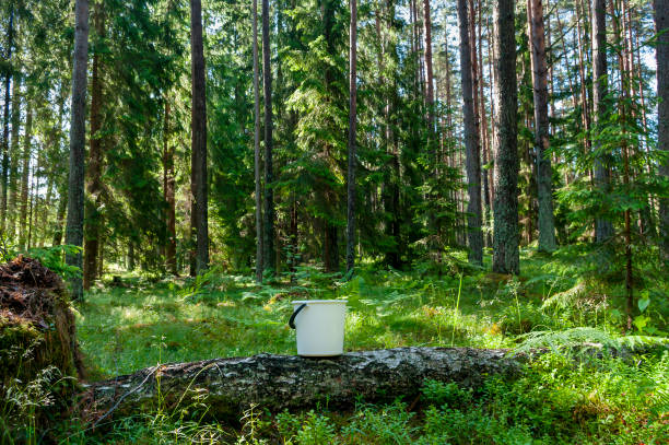 istock White bucket in the wood. 1479930726