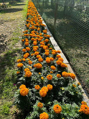 Stock photo showing elevated view of plant border of the orange flowers of Tagetes marigold, an annual summer bedding plant ideal for companion planting with vegetables.