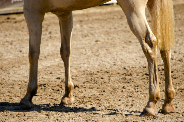 cuisses d’un cheval blanc de race pure - running horses photos et images de collection