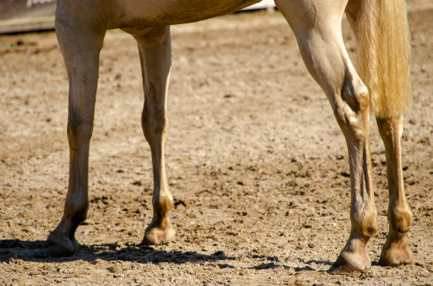 白い純血種の馬の足