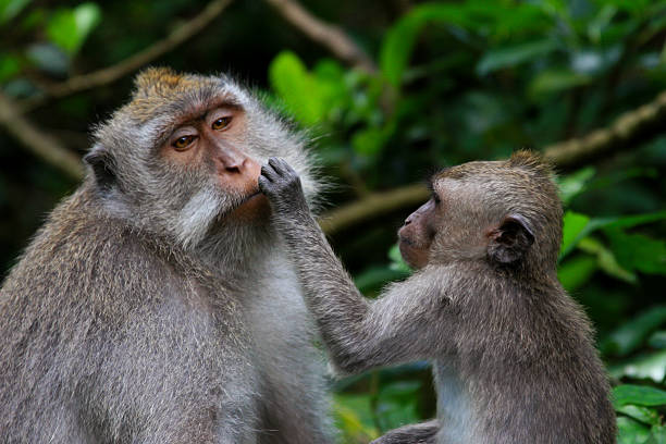 istock Monkeys grooming in Indonesia 147993226