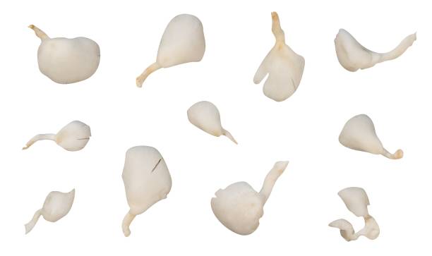 istock Collection of Oyster mushroom pattern isolated 1479933449