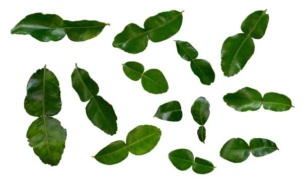 istock Set of lime leaves isolated for spice element 1479933466