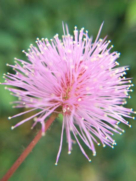 istock shy princess flowers grow along the rice fields 1479933651