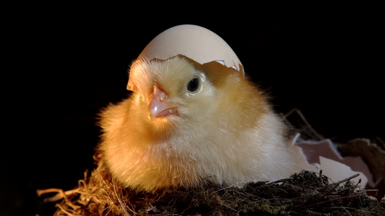 Beautiful little chick just hatched in nest on dark background. Isolated for design, decorative theme. Newborn poultry chicken. Easter, farm concept