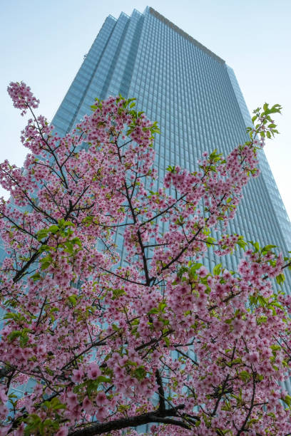 istock Cherry blossoms in Tokyo, Japan. 1479937251