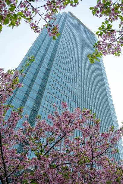istock Cherry blossoms in Tokyo, Japan. 1479937263