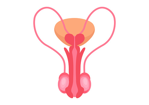 Male reproductive systems on a white background. Vector illustration of male reproductive systems