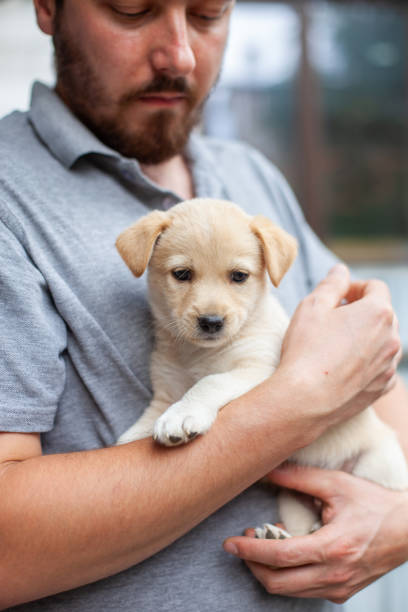 istock Man holding homeless puppy in hands. 1479938118