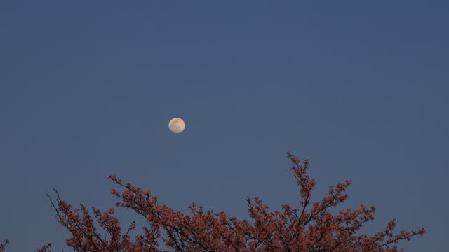 Rising moon over cherry blossom in the eveningーtime lapse