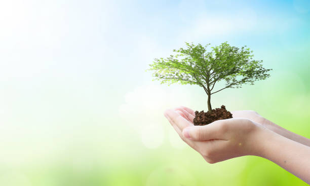 istock world environment and earth day, Tree planted in human hands with natural green and blue sky background 1479940461