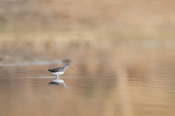 Green sandpiper at sunrise (Tringa ochropus) Isolated bird at sunrise walks in the water at hunt green sandpiper tringa ochropus stock pictures, royalty-free photos & images