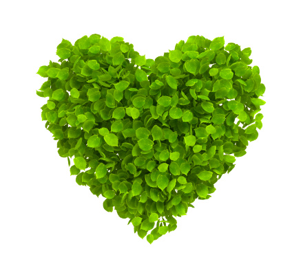 Green leaves heart shape isolated on white - ecology concept image