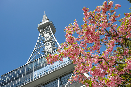 Nagoya, Japan - March 14, 2023: Cherry blossoms next to the Chubu Electric Power Mirai Tower is a television tower in Nagoya, Japan.