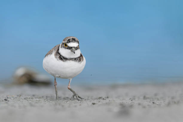 istock The little ringed plover with blue water on background (Charadrius dubius) 1479940806